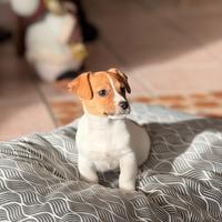 Cuccioli di Jack Russell