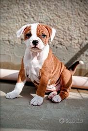 Cuccioli Staffordshire bull terrier