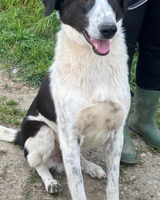 Cane D.O.L.C.I.S.S.I.M.O. In ADOZIONE ADOZIONE