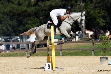 Cavallo