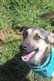 Totino cucciolo di 1 anno