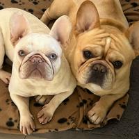 Bulldog Francese