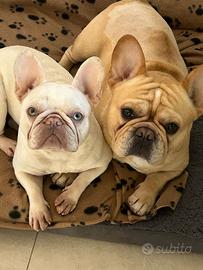Bulldog Francese