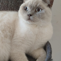 Maschi Scottish straight pedigree ENFI