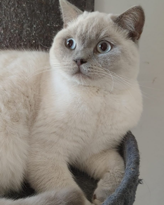 Maschi Scottish straight pedigree ENFI