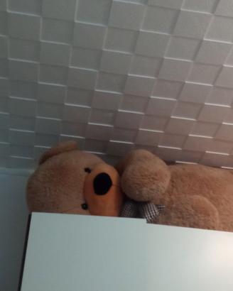 Orso gigante 