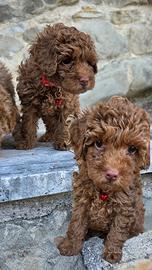 Barboncini