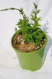 Pianta luppolo in vaso