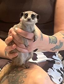 Suricata