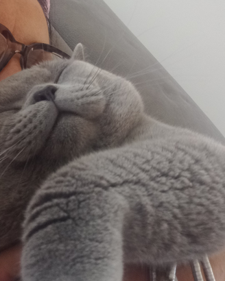 British Shorthair x monta