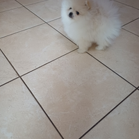 Spitz di pomerania nano Pedigree