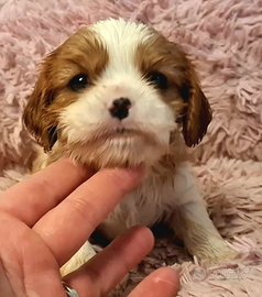 Cucciole di Cavalier king pedigree