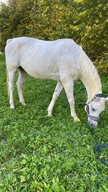 Cavallo arabo linea polacca