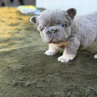 Cuccioli : BULLDOG FRANCESE