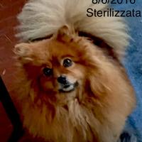 Esemplare di Spitz tedesco nano
