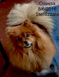 Esemplare di Spitz tedesco nano