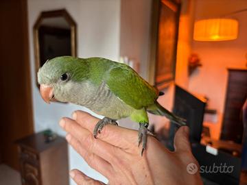 Parrocchetto monaco verde allevato a mano