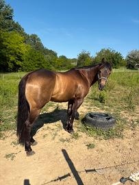 Quarter horse