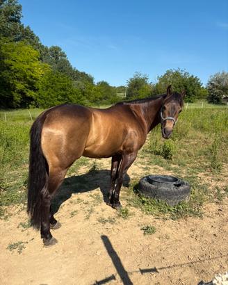 Quarter horse