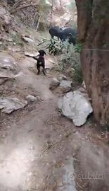 Cane da caccia