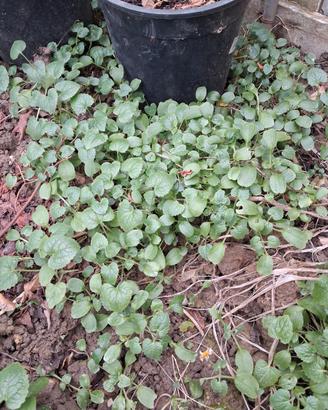 piante di lunaria