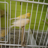 Canarini gialli portatori di bianco