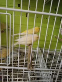 Canarini gialli portatori di bianco