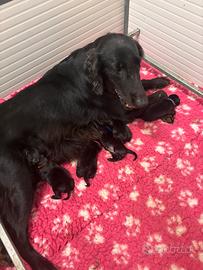 Cuccioli Flat Coated Retriever