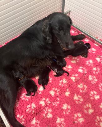 Cuccioli Flat Coated Retriever