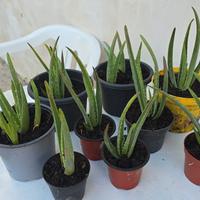 Aloevera