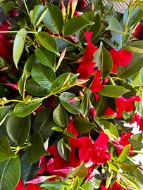 Dipladenia