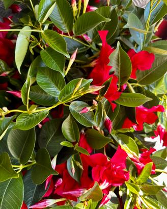 Dipladenia