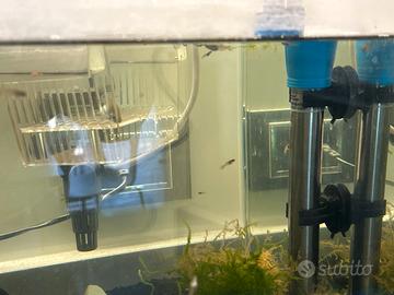 Avannotti di guppy