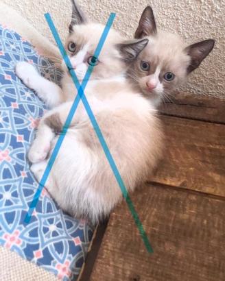 Gatti simil Siamesi / colorpoint occhi azzurri