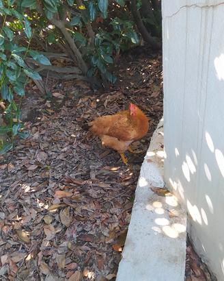 Galline