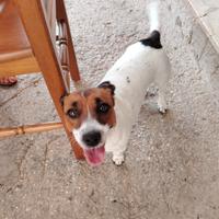 Cane jack russel originale