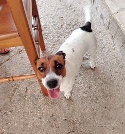 Cane jack russel originale