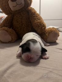 Cucciolo di Pechinese