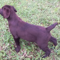 Cuccioli di labrador retriver puro chocolate