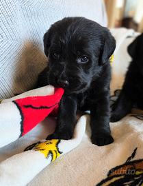 Cuccioli Labrador neri con pedigree Enci