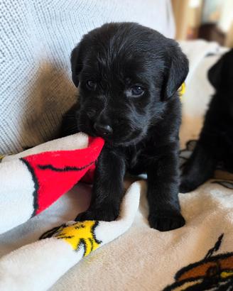 Cuccioli Labrador neri con pedigree Enci