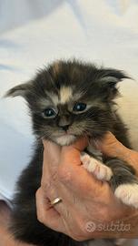 Maine Coon pedigree Anfi