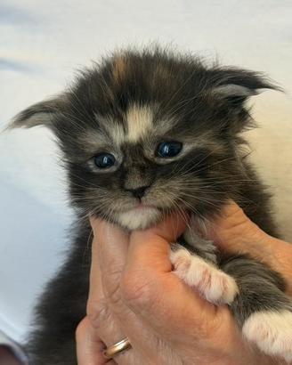 Maine Coon pedigree Anfi