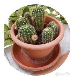 Cactus globoso (cuscino della suocera) pianta gras