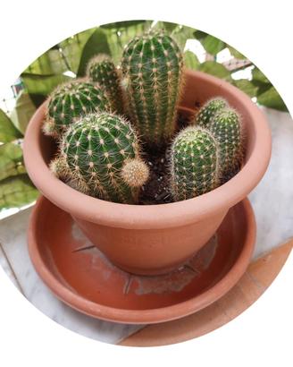 Cactus globoso (cuscino della suocera) pianta gras