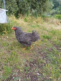 Gallina amrock