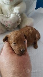 Barboncino Toy A RATE X24 mesi