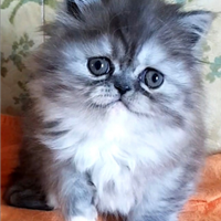Gattina figlia di gatti persiani (femmina)