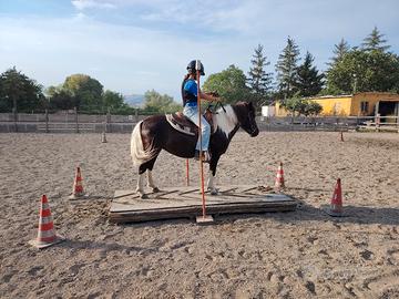 pony da scuola
