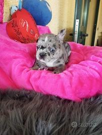 Bulldog francese
